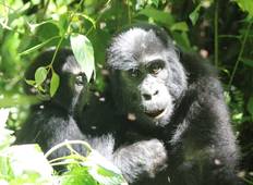5-daagse water Rafting, gorilla tracking & Batwa Experience-rondreis