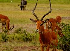 Maasai Mara — See Nakuru Abenteuerreise - 4 Tage Rundreise