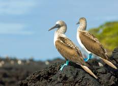 Galapagos Ontdekkingstocht 4 Dagen / 3 Nachten-rondreis