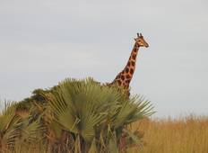 4 Days Wildlife Experience To Lake Mburo And Queen Elizabeth National Park (Full board) Tour