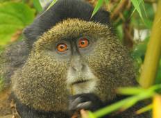 Golden Monkeys Trekking Aktivitäten in der Gemeinschaft (5 Tage) Rundreise