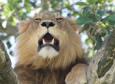 16-Day Tour with Primates Safari in Uganda. Tour