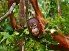 Great Creatures Orangutans and Dragons Tour