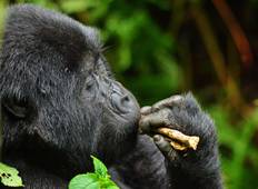 Gorillas, Wildlife und Masai Mara Safari - 14 Tage Rundreise