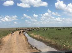 Safari von Kenia nach Tansania - Luxus -High End (10 Tage) Rundreise