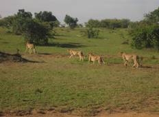 3 days Murchison Falls Wildlife Safari Tour