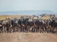 9-Day Migration Footsteps 9 Days / 8 Nights Tour