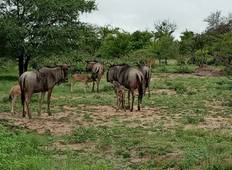4-daagse Pilanesberg Tour-rondreis