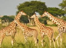 Safari am Mburo See - 3 Tage  Rundreise