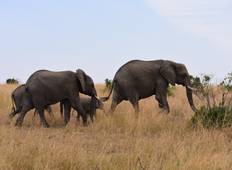 Masai Mara Flug-Safari mit Luxus-Camp - 4 Tage Rundreise