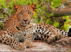 India\'s Luxury Golden Triangle with Leopard Safari & Sunrise Taj Mahal Tour