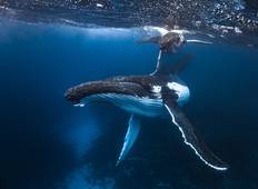 Zwem met walvissen in Tonga!-rondreis