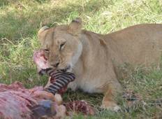 5 Dagen in Masai Mara- Lake Nakuru- Lake Naivasha-rondreis