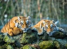De Gouden Driehoek & wildlife-safari in Ranthambore - Delhi, Agra, Jaipur & Ranthambore-rondreis