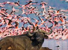 Amboseli, Nakurusee & Masai Mara Privat Safari - 6 Tage Rundreise