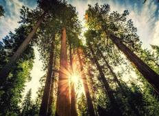 Edits: Sequoias & SUP in California Tour