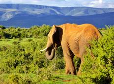 Kruger Nationalpark: Big 5 & Panorama Camping Safari - 4 Tage Rundreise
