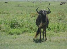 Kenia und Tansania Gnu Safari - 11 Tage Rundreise