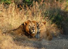 Gujarat Wilde dieren en tempels-rondreis