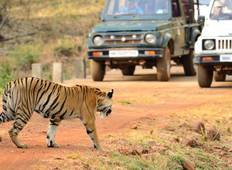 Wildlife Safari in Bandhavgarh, Kanha, Pench & Tadoba Andhari National Parks Tour