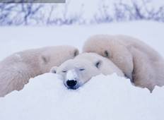 Polar Bears in Manitoba (6 Days) Tour