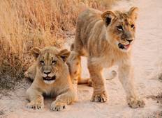 3-Day Budget Safari To Serengeti in Tanzania (with Ngorongoro Visit) Tour