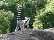 Ring tail lemurs Madagascar Tour