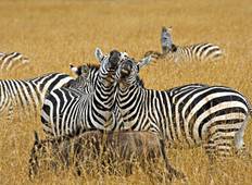 Serengeti (Camping) Privatsafari für 4 Personen - 4 Tage Rundreise