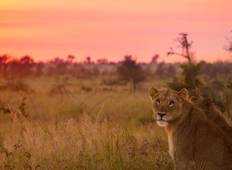 Südafrika Safari: Atemberaubender Kruger-Nationalpark & Panorama Route Rundreise