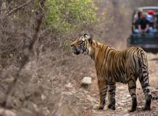 Indien Tiger Safari inkl. Khajuraho Rundreise
