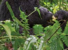 Tierbegegnungen in Ruanda National Geographic Journeys Rundreise