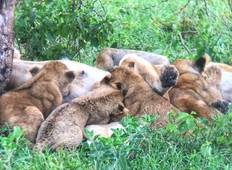 6-daagse hoogtepunten van Kenia & Tanzania Wildlife Safari Trail-rondreis