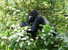 Gorillas, Schimpansen und die Quelle des Nils - 14 Tage Rundreise