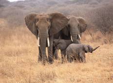 Tansania Wildlife Safari 9 Tage Rundreise