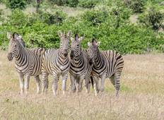 Exclusive Kruger National Park Safari Tour