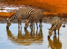 Eccense Safari in Kenia - 10 Tage Rundreise