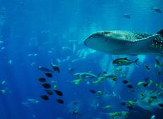 MEXICO – Ruins Cenotes & Swim with Whale Shark Tour