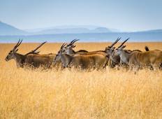 Kleine Gruppe - Masai Mara Safari (mit Land Cruiser JEEP) Rundreise