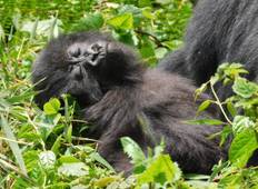 Budget Gorilla Trekking - 3 Tage Rundreise