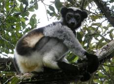 Meeting mit den Indri Indri im Spezialreservat Analamazaotra Rundreise