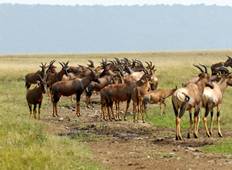 3-Day Taste of Masai Mara Safari Tour