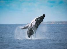 Whales Migration Route Tour