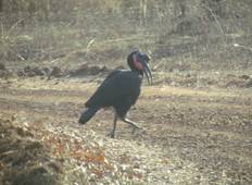 Gambia Birding Safari 10 Days/9 Nights ( Comfort) Tour