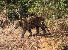 Pantanal, Bonito & Iguazu Adventure 9D/8N (from Campo Grande) Tour