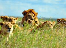 Serengeti Nationalpark & Safari Ngorongoro Safari - 3 Tage Rundreise