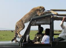 1-daagse Tanzania Privé/Share Safari - Ngorongoro Krater met AFRICA NATURAL TOURS LTD-rondreis