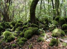 La Gomera - Botanisches Paradies (8 Tage) Rundreise