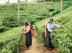 Sri Lankas Highlights erwandern (14 Tage) Rundreise