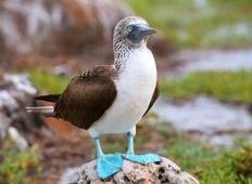 Galapagos Entdeckungsreise (8 Tage) Rundreise