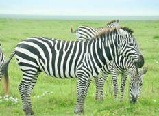 Tansania Safari zum Ngorongoro Krater, Tarangire & Lake Manyara Budgetreise (3 Tage) Rundreise